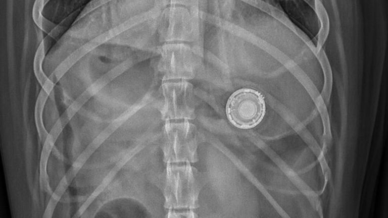 Esta es la razón por la que NO debes poner un AirTag en el collar de tu perro